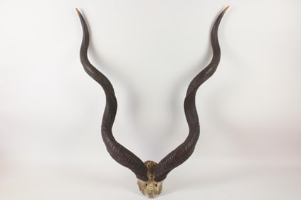 Taxidermy Kudu Antelope Horns