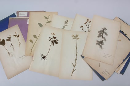 19th C. Lot of 24 Herbarium Pages, Dried Pressed Flowers and Plants Identified