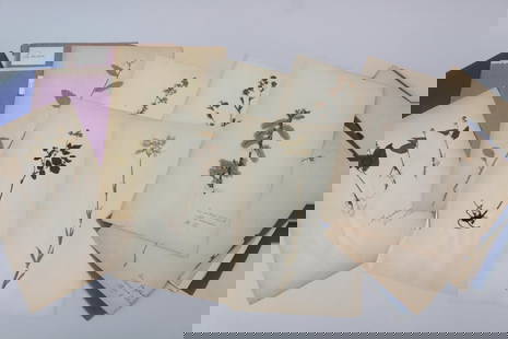 19th C. Lot of 24 Herbarium Pages, Dried Pressed Flowers and Plants Identified: 24 Herbarium Pages, Dried Flowers and Plants Identified. Nice grouping of 24 Pages, each has a label identifying the plant, herb or flower. They appear to be form the 19th Century, though no dates. Di