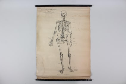 1910 American Red Cross Medical Chart, The Skeleton, 1 of 5