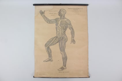 1910 American Red Cross Medical Chart, Muscles, 2 of 5