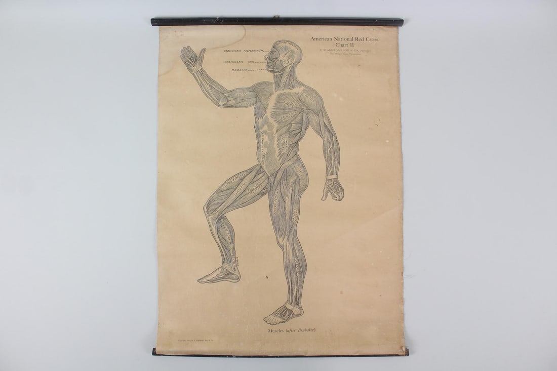 1910 American Red Cross Medical Chart, Muscles, 2 of 5 (1 of 12)