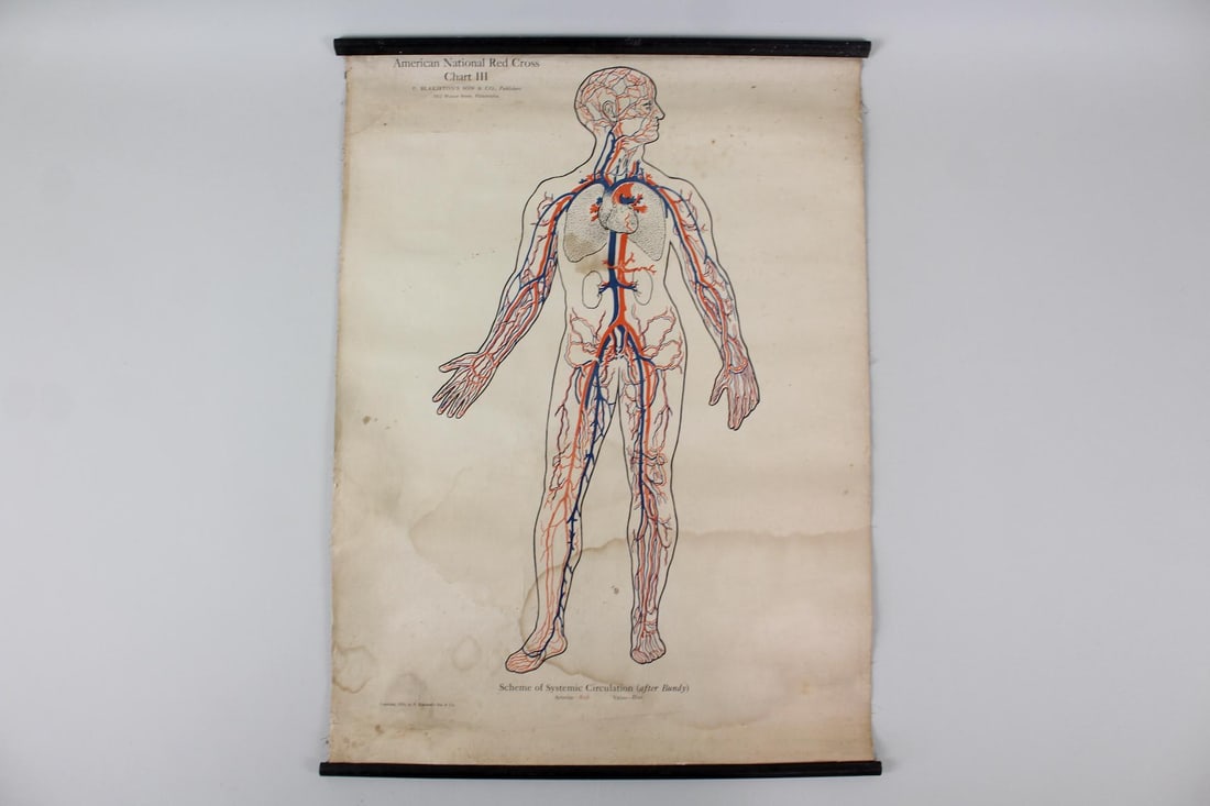 1910 American Red Cross Medical Chart, Circulatory, 3 of 5 (1 of 11)