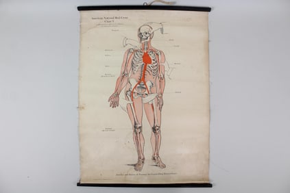 1910 American Red Cross Medical Chart, Arteries & Pressure Points, 5 of 5