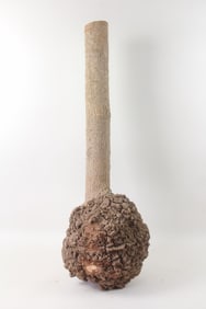 Large Natural Organic Raw Chunk of Burled Wood with Trunk Attached
