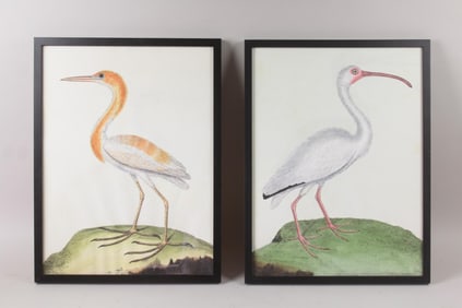 Pair of Bird Illustration Prints, Ibis and Egret