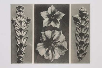 Karl Blossfeldt Botanical Triptych Photogravure 1919
