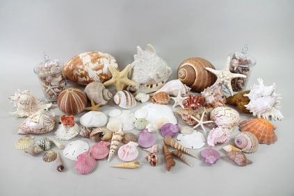 Huge Collection of 100+ Sea Shells, Marine Life