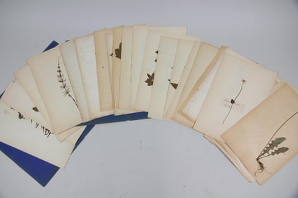 19th C. Collection of 39 Pressed Botanical Species, Flowers & Herbs