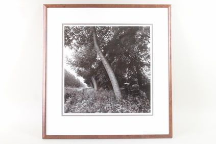 Framed B&W Photograph of Leaning Trees