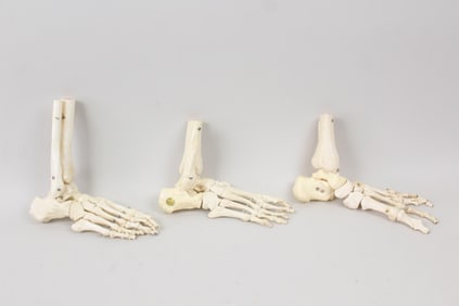 Group of 3 Articulated Anatomical Medical Foot Models