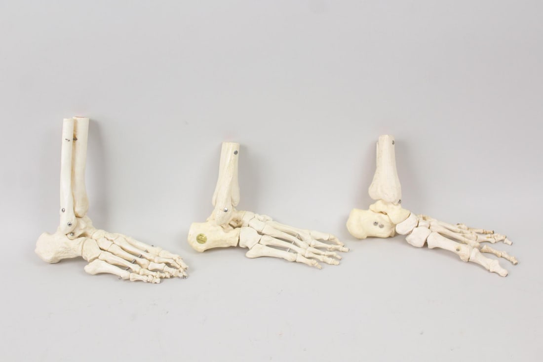 Group of 3 Articulated Anatomical Medical Foot Models (1 of 7)