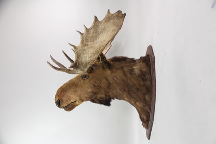 Taxidermy Moose Shoulder Mount, Trophy