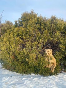 Giant 5' Stuffed Standing Bear with Leather Claws