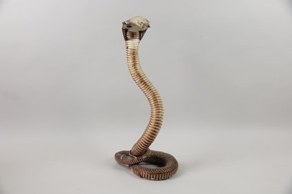 Taxidermy Coiled King Cobra