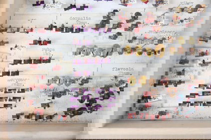 Insect Specimen Box in Wooden Case, Beetles