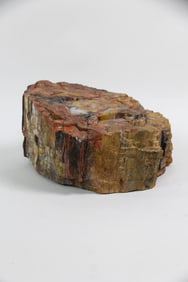 Large Piece of Petrified Wood