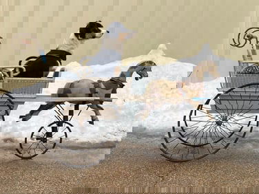 Victorian Mechanical Horse Drawn Carriage Cabriolet Stroller