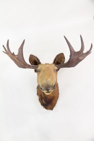 Taxidermy Moose Shoulder Mount, Trophy