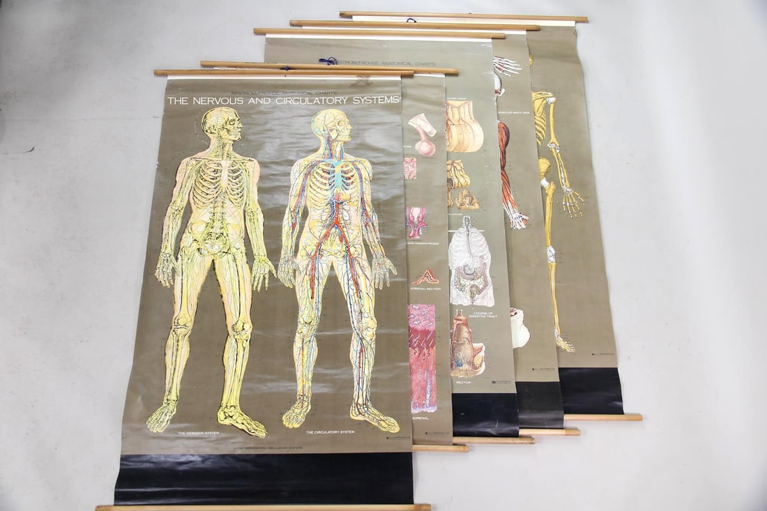 Group of 5 A.J. Nystrom Anatomical Charts (1 of 20)