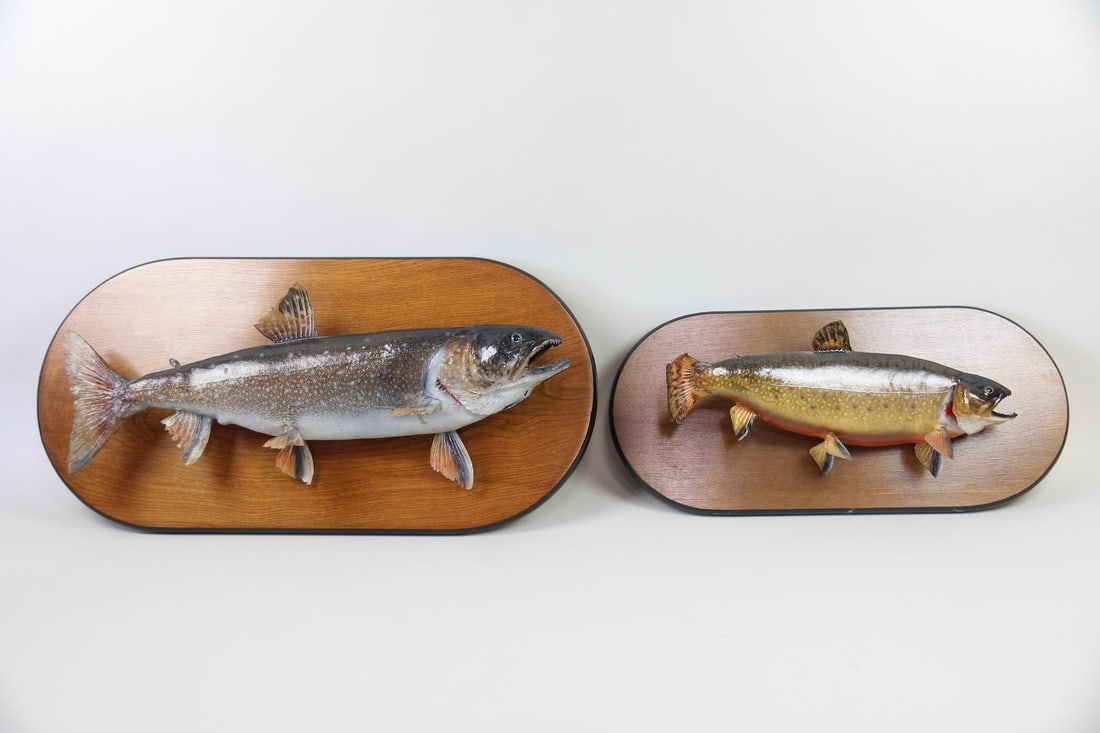 Pair of Taxidermy Trout Fish Mounts (1 of 13)