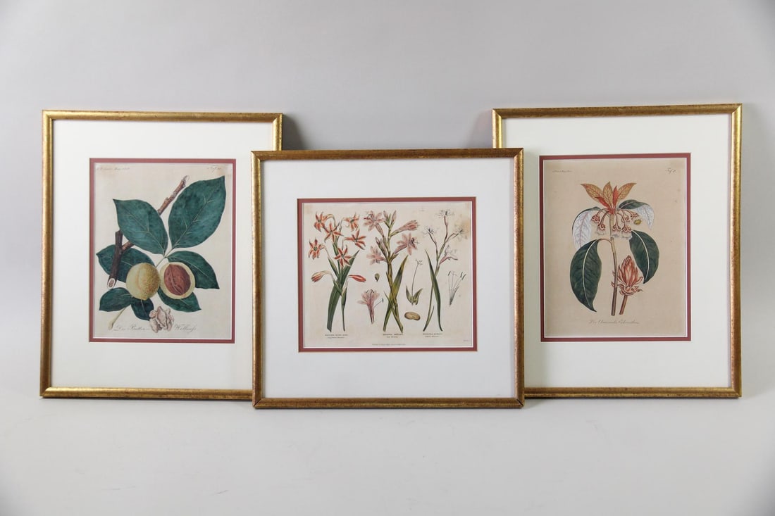Set of 3 Framed 19th C Botanical Illustrations (1 of 14)