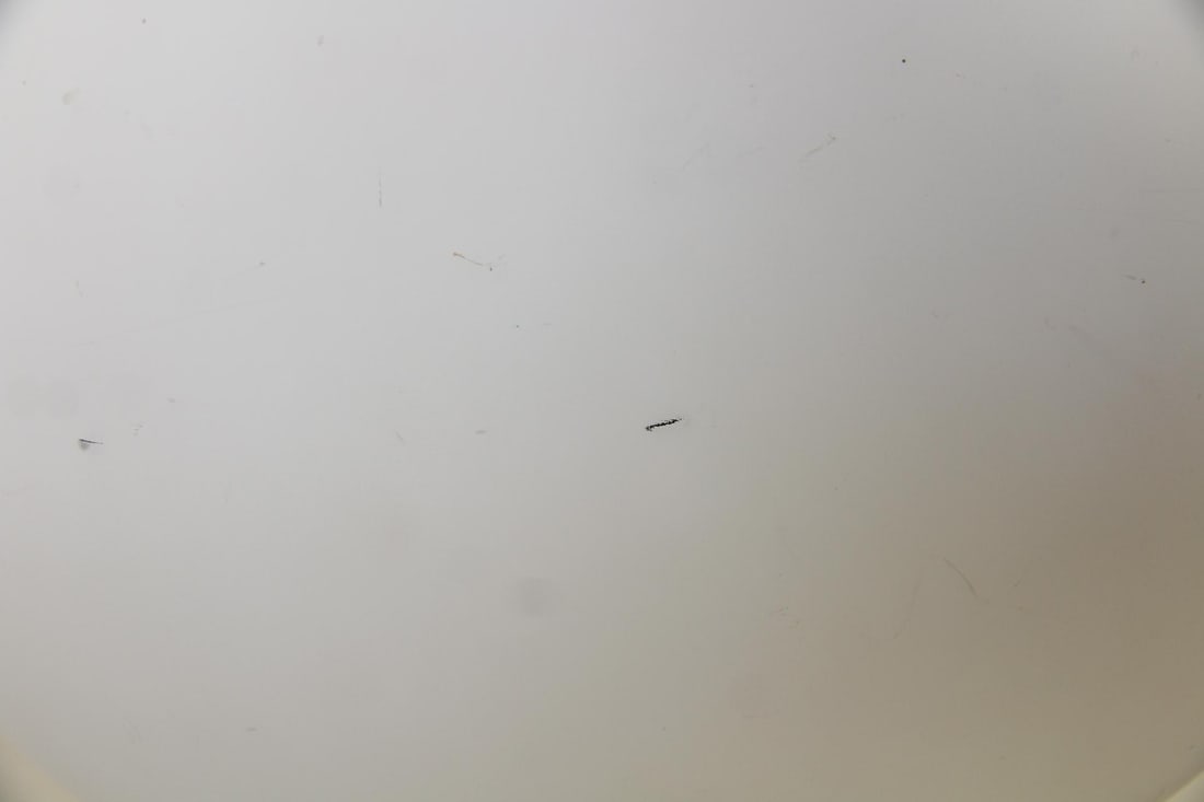 Jasper Morrison Flos Glo-Ball Table Lamp - 5