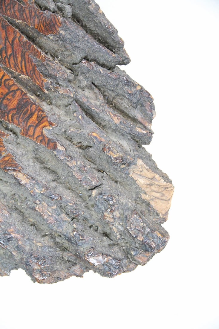 Live Edge Coffee Table with Root Base - 8