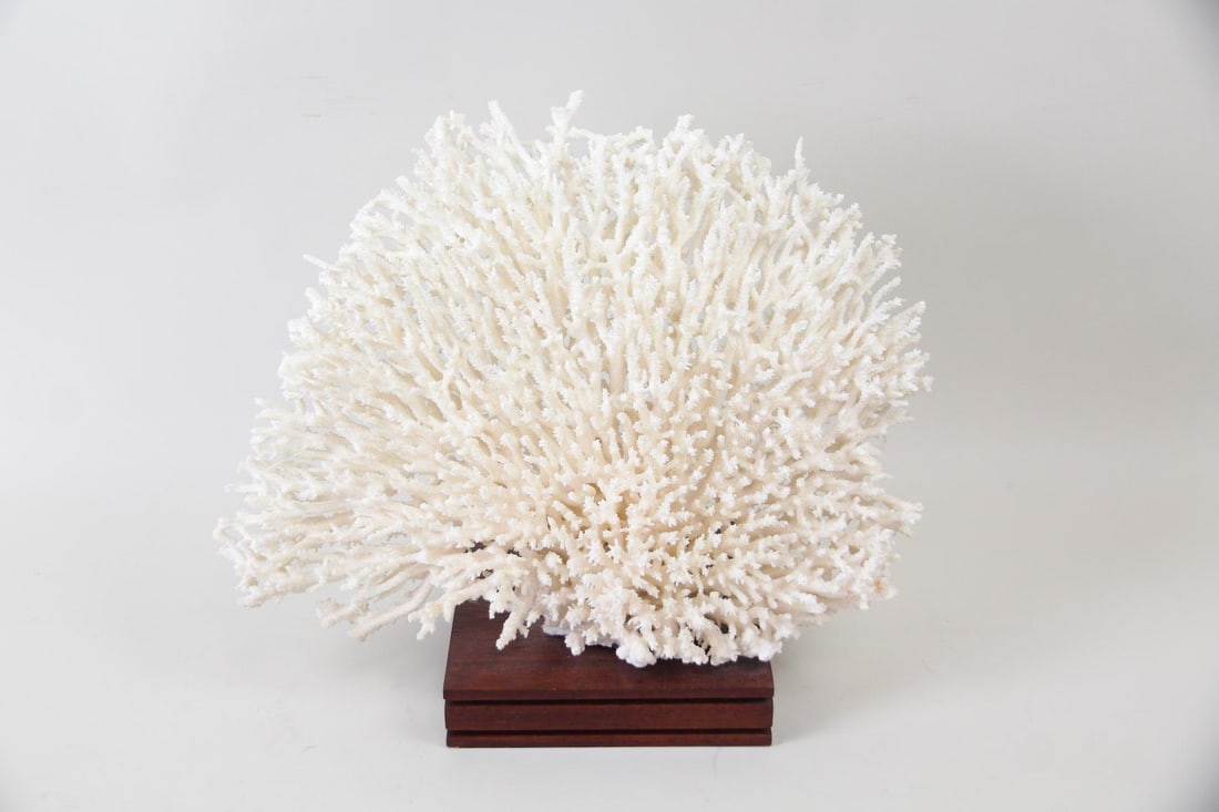 Mounted 17 inch Bird's Nest Coral Specimen: Mounted Bird's Nest or Table Coral Natural Specimen. Beautiful large spray of Acropora latistella, known as Bird's Nest or Table Coral. Mounted on a wooden base. Dimensions are 14 in h x 17 in w x 8