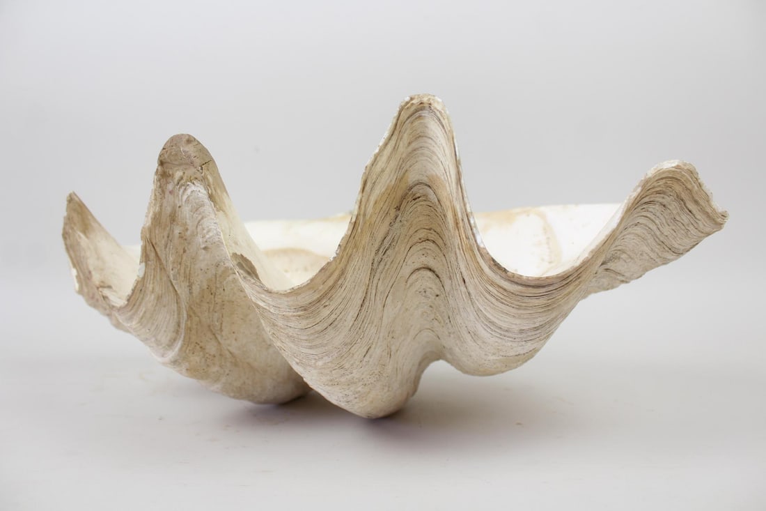 Large 19.5" Natural Clam Shell, Tridacna Gigas Specimen (1 of 9)