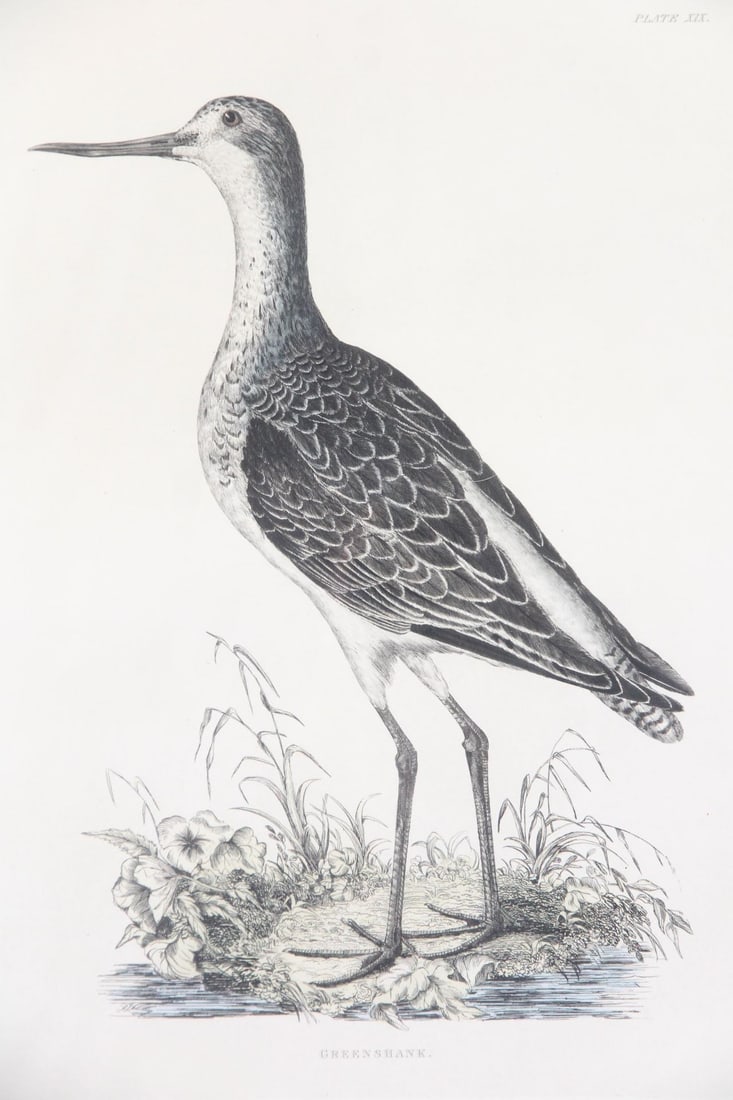 Framed Prideaux John Selby Greenshank Bird Engraving (1 of 10)