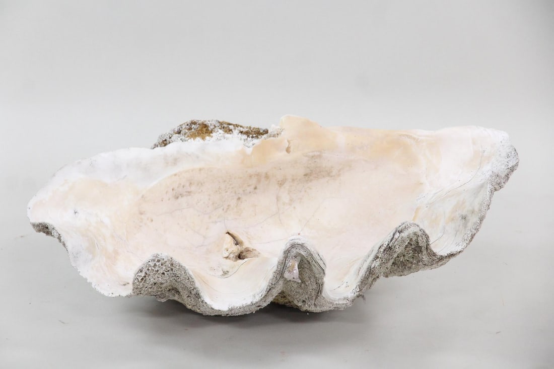 Huge 35" Natural Clam Shell, Tridacna Gigas Specimen (1 of 12)