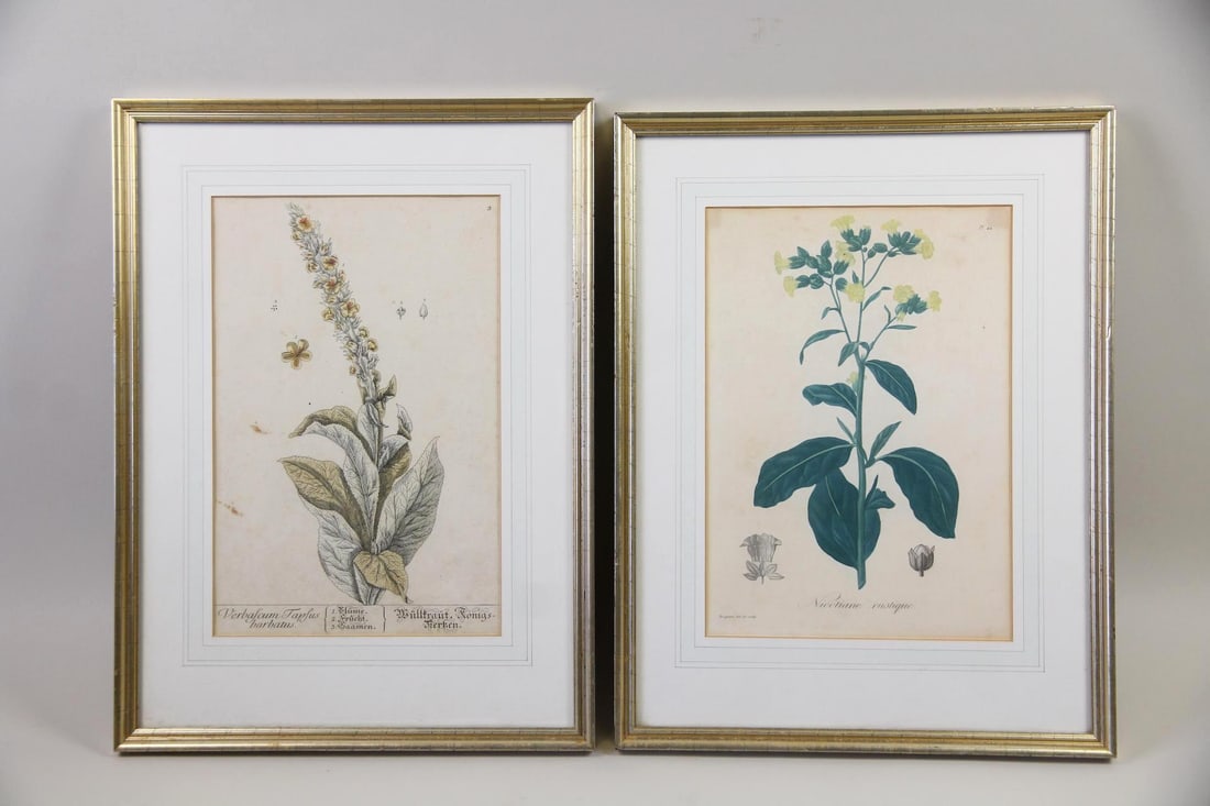 Pair of Botanical Illustration Prints, Edouard Hocquart: Pair of Botanical Illustration Prints, Hocquart. A pair of hand colored engravings of common mullein and wild tobacco plants. One with artist indicated as Edouard Hocquart to the bottom left. In gold 