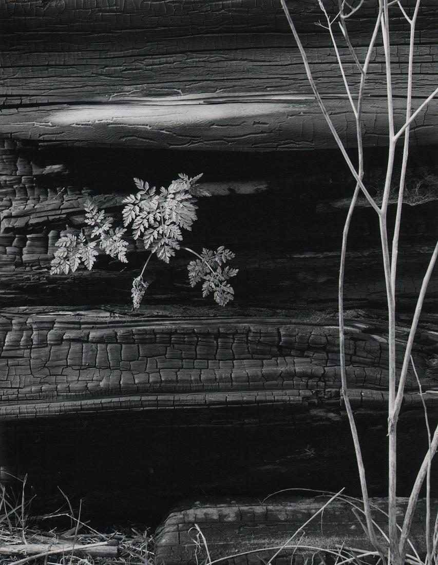 CALIFORNIA MID-CENTURY: Bob Hollingsworth (1 of 3)