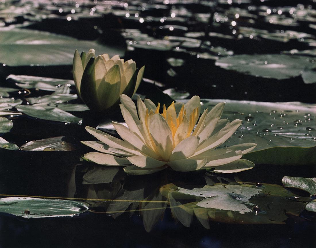 CALIFORNIA MID-CENTURY: Jeanette Klute (1 of 3)