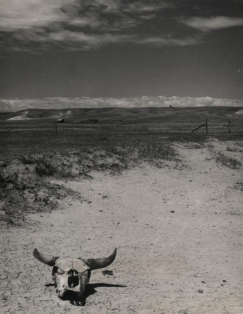 Arthur Rothstein, Cattle Skull, 1936 (1 of 3)