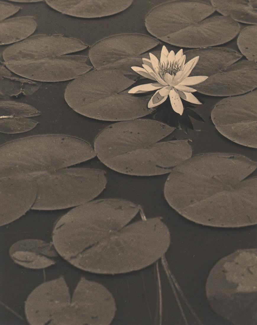 Walter M. Westervelt, Lily Pads, c. 1930: Walter M. Westervelt, Lily Pads, c. 1930, Vintage gelatin silver print, 10" x 8", mounted 14" x 11". Artist's credit stamped on verso. (Design & Paper scans for reference only).