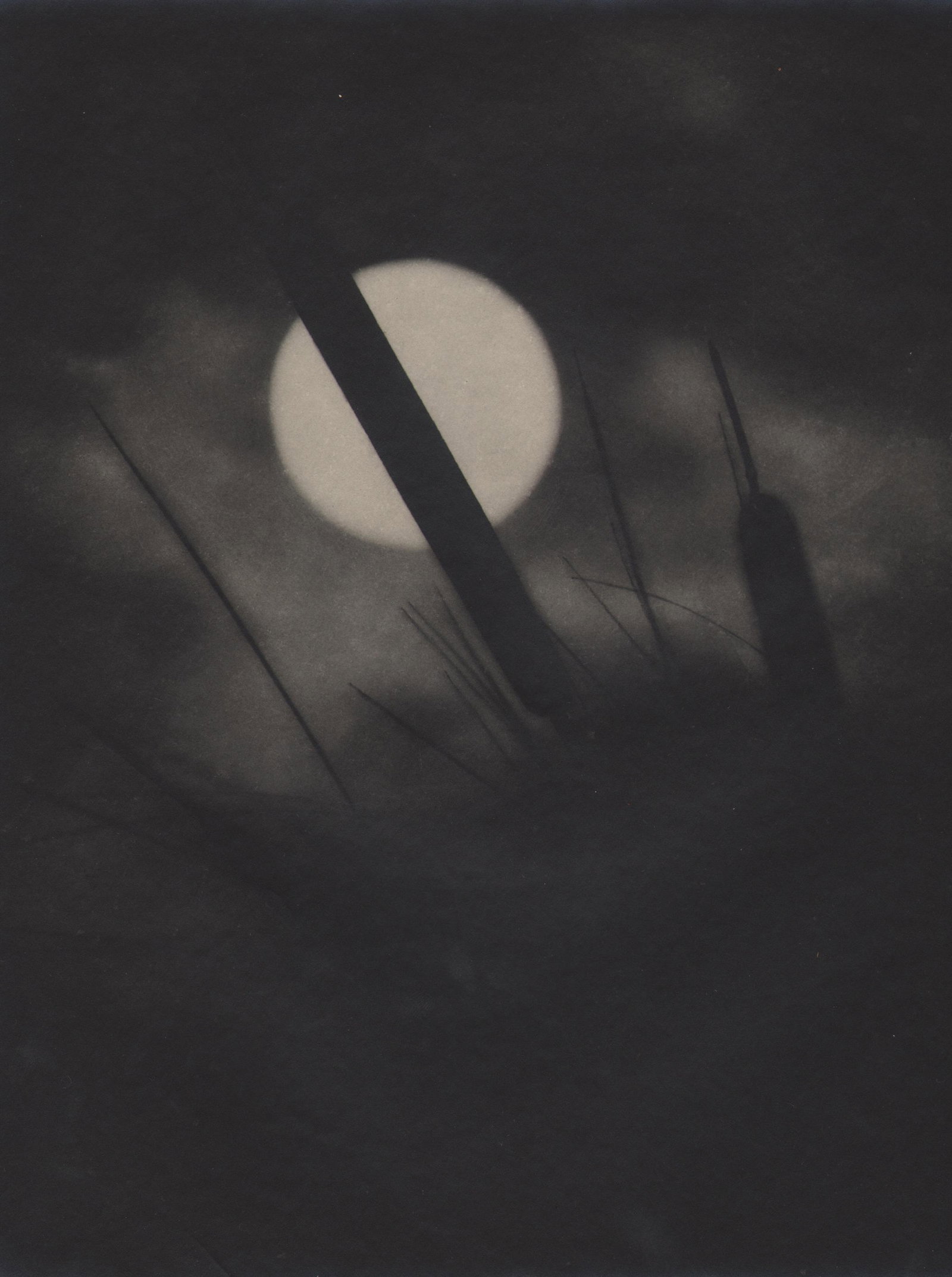 William Happich, Reeds, c. 1930: William Happich, Reeds, c. 1930, Vintage gelatin silver print, 10" x 8".
