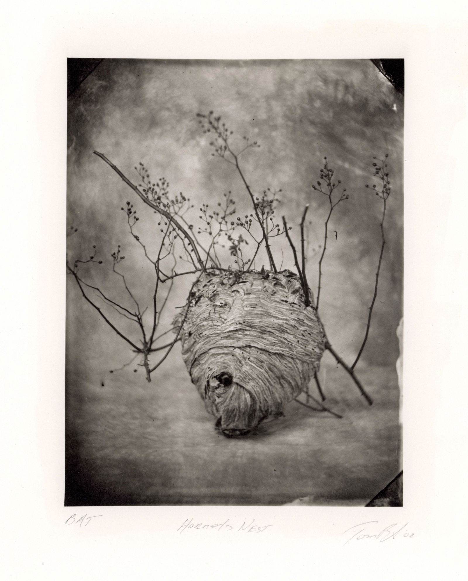 TOM BARIL Tom Baril, (portfolio), c. 1990: TOM BARIL (1952-), TOM BARIL PORTFOLIO (1990), Portfolio of 12 platinum prints from wet-plate collodion negatives, housed in clamshell box; from an unrealized edition of 18; 8 2/8 x 6 3/16 in. (image)