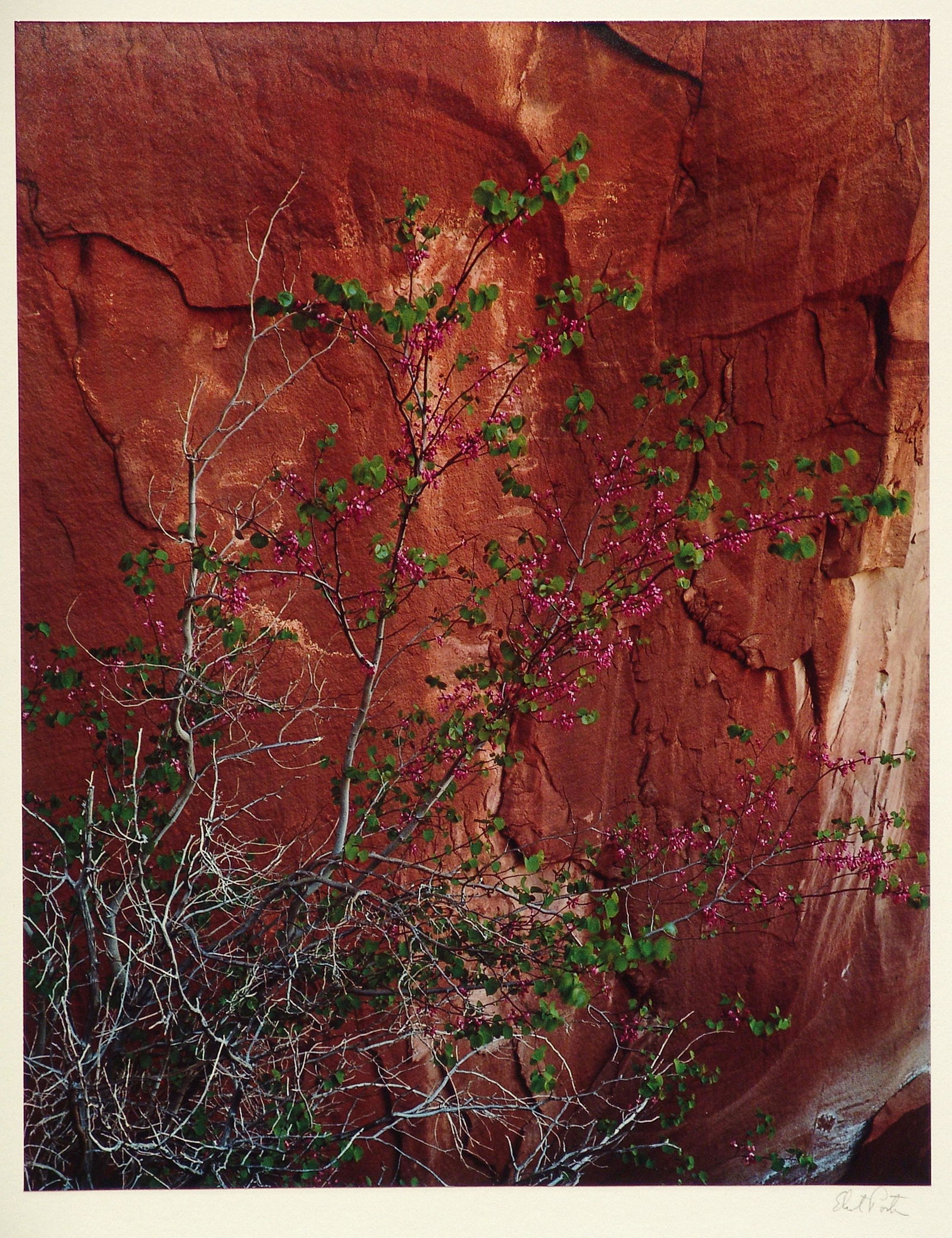 ELIOT PORTER Redbud in bloom, Glen Canyon, 1963: ELIOT PORTER (1901-1990), REDBUD IN BLOOM. HIDDEN PASSAGE, GLEN CANYON, APRIL 10, 1963 Dye transfer print, printed c. 1980; 15 3/4 x 12 1/2 in. (image), 24 x 20 in. (mount); signed recto in pencil, ar