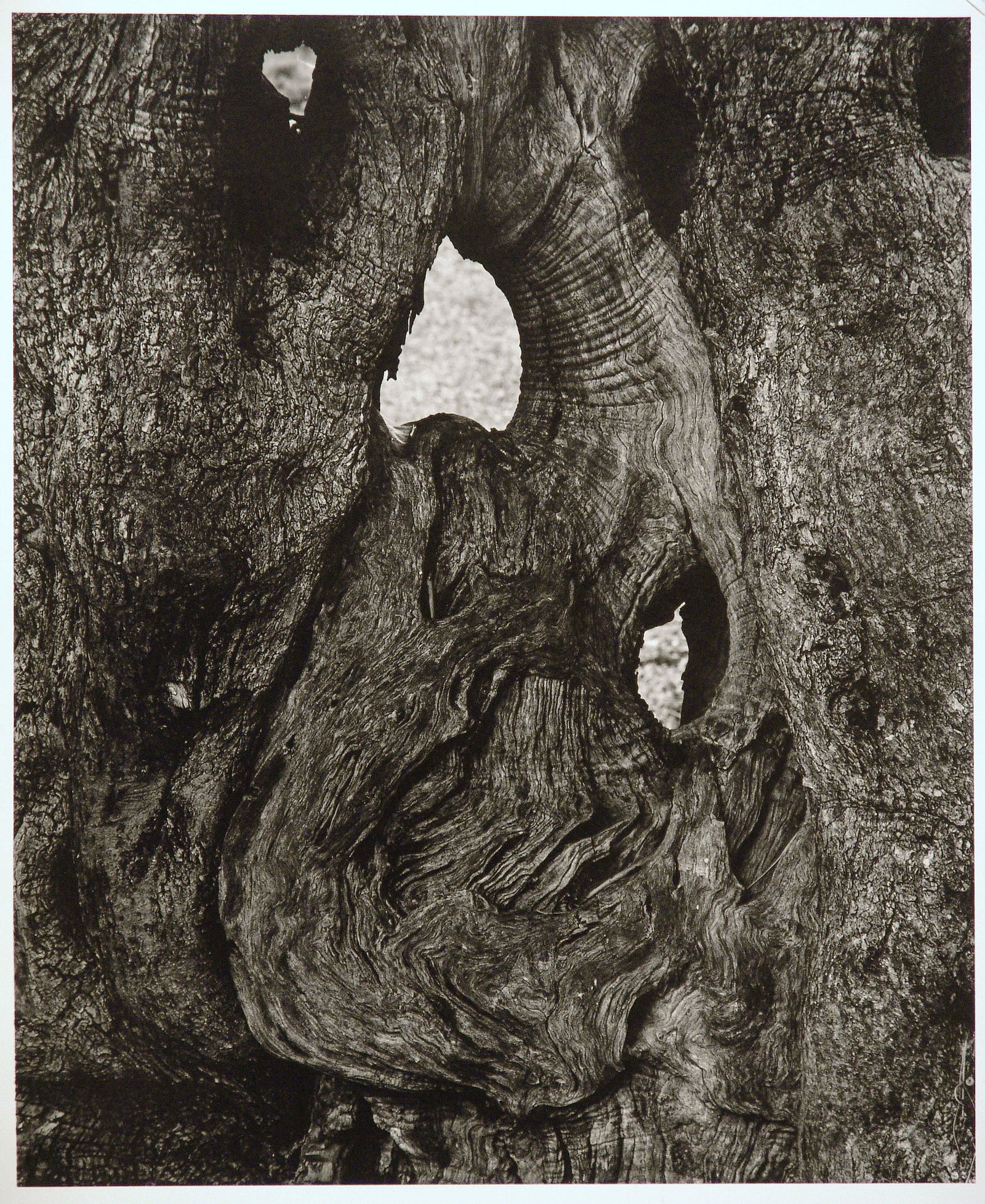 AARON SISKIND Olive Tree, Corfu, 1970: AARON SISKIND (1903-1991) OLIVE TREE, CORFU, 1970 vintage gelatin silver print, printed c. 1973-74; 11 7/8 x 9 3/4 in. (image), 14 x 11 in. (sheet), 20 x 16 in. (matted); signed, titled, verso in penc