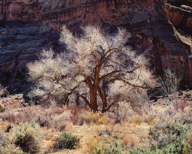 Cottonwood and Light, Utah, 1987: CHRISTOPHER BURKETT (1951-) COTTONWOOD AND LIGHT, UTAH, 1987 Cibachrome print, printed 1999; 20 x 24 in. (image), 29 x 33 in. (framed); signed recto in pencil, signed, titled, dated verso in pencil; C