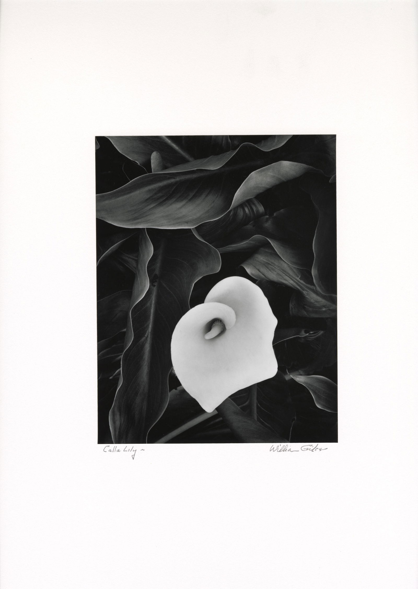 WILLIAM GILES, CALLA LILLY, c. 1970s (1 of 1)