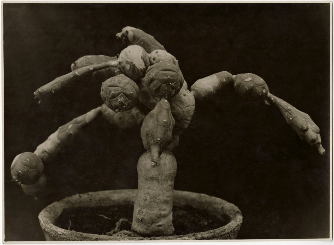 ALBERT RENGER-PATZSCH, EUPHORBIA GLOBOSA, 1920s (1 of 1)