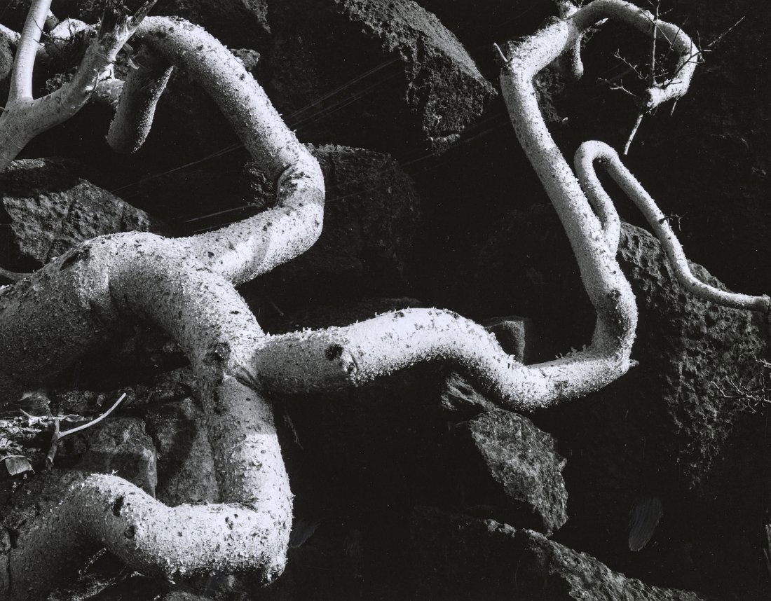 BRETT WESTON, TREE ROOTS, BAJA, CALIFORNI A, 1966-67: BRETT WESTON (1911-1993), TREE ROOTS, BAJA, CALIFORNIA , 1966-67 vintage gelatin silver print; 7 1/2 x 9 9/16 in. (image); signed, dated recto on mount in pencil; From the Baja, California portfolio;