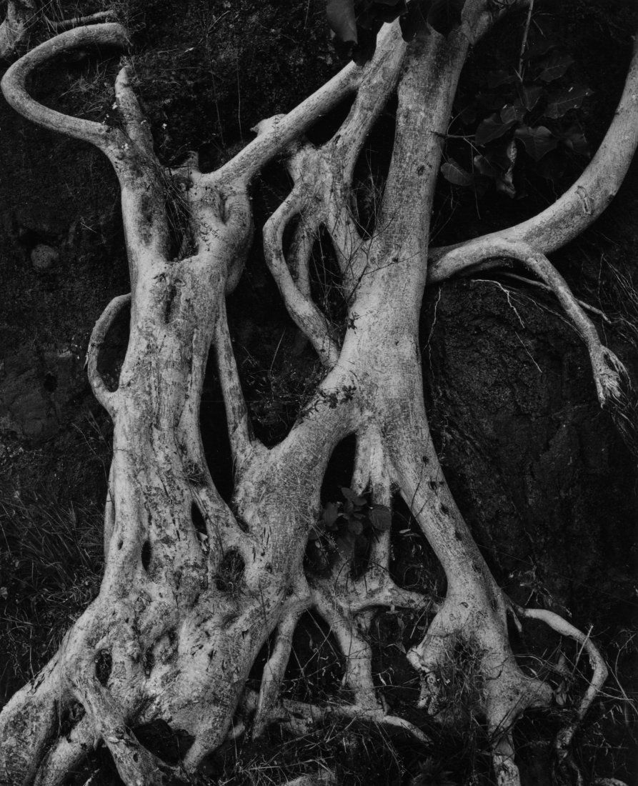 BRETT WESTON, UNTITLED (TREE ROOTS), 1973 (1 of 1)