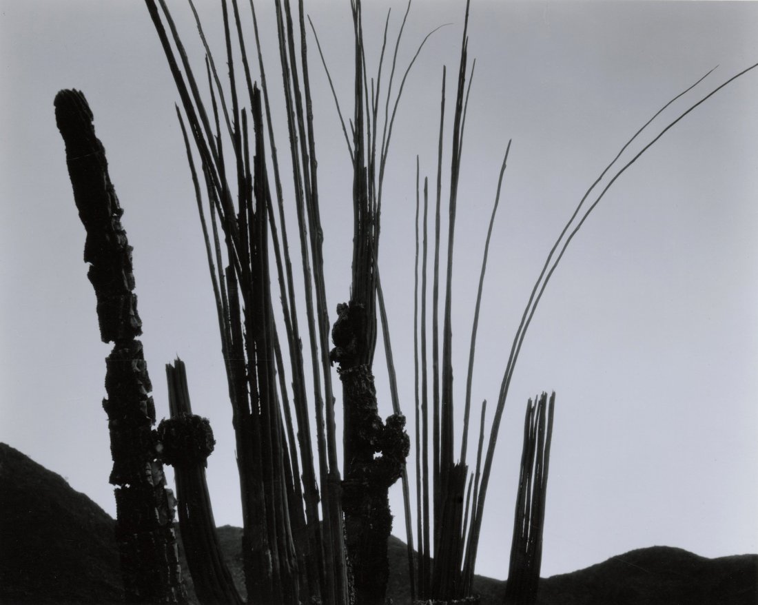 BRETT WESTON, CACTUS AND MOUNTAINS, BAJA, CA, 1965 (1 of 1)