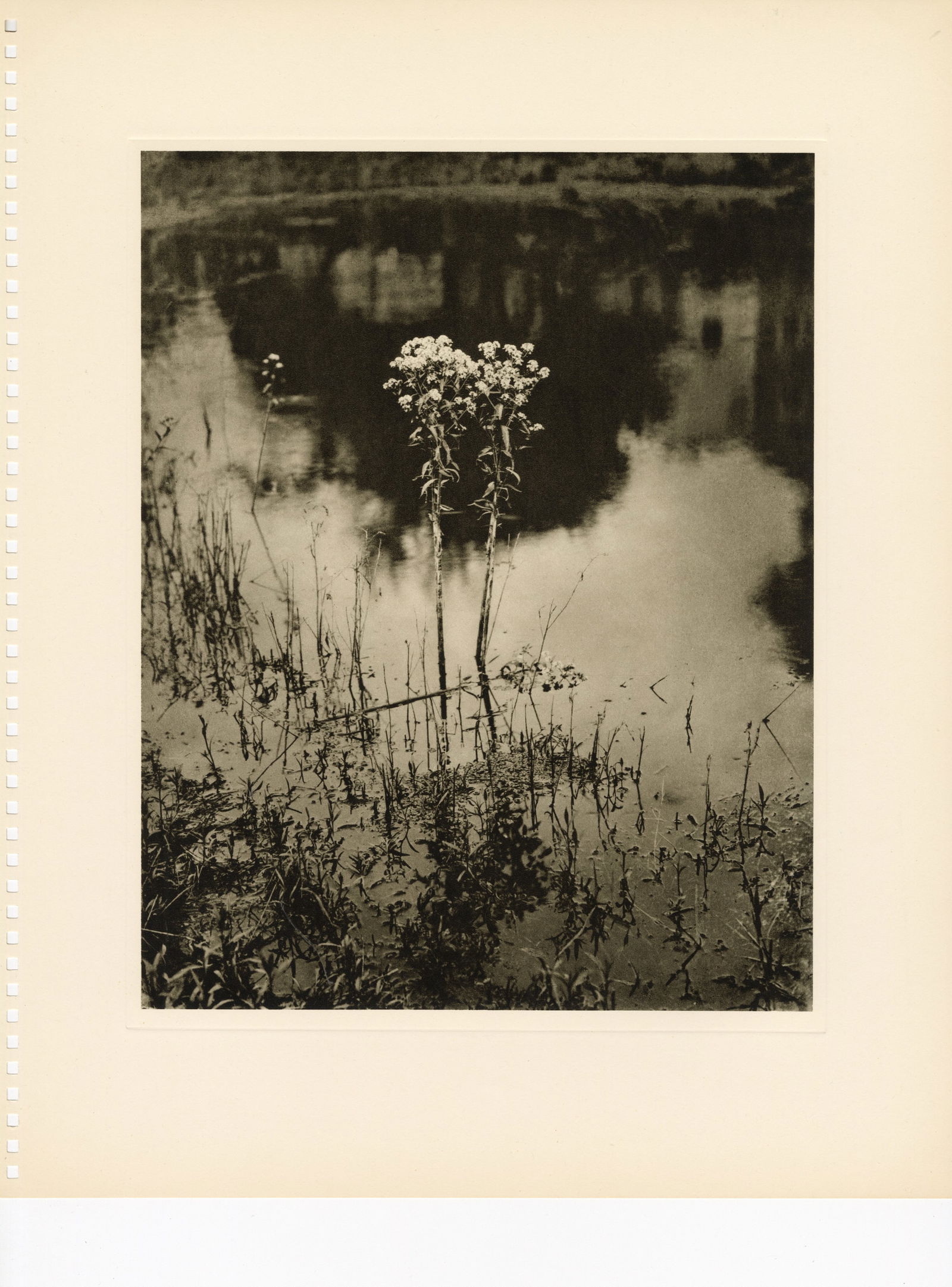 LOT 35, ADOLF FASSBENDER, WEED BEAUTY, 1937 (1 of 1)