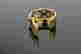 item-136929592=9