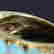 item-136929645=12